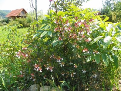 abelia grandiflora