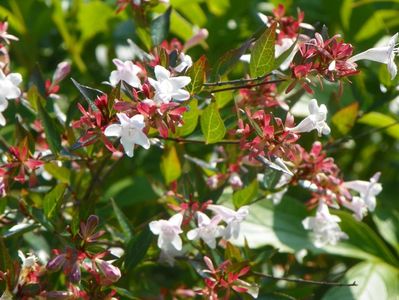 abelia grandiflora