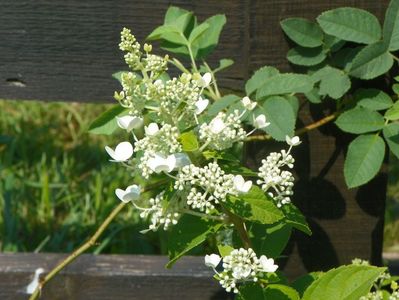 hydrangea pan. Tardiva