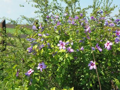 hibiscus syriacus