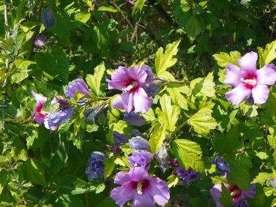 hibiscus syriacus