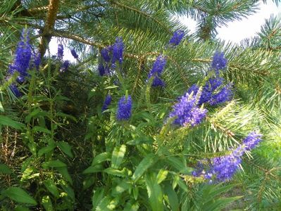 veronica spicata