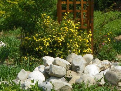 potentilla Goldfinger