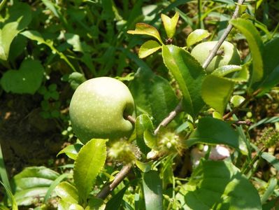 chaenomeles Yukigoten