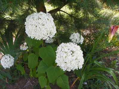 hydrangea arb. Annabell