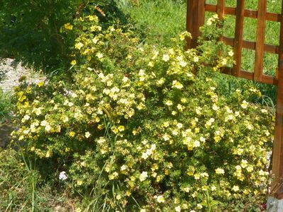 potentilla Goldfinger