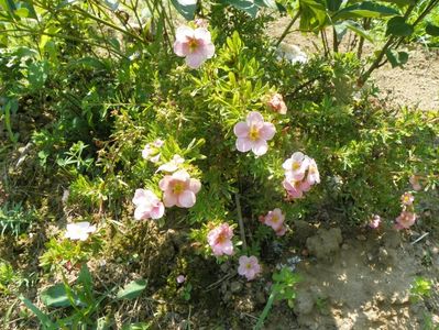 potentilla Pink Beauty