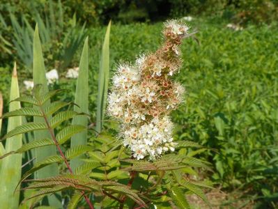 sorbaria sorbifolia Sem