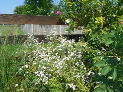 erigeron annuus