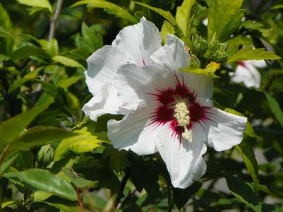 hibiscus syriacus