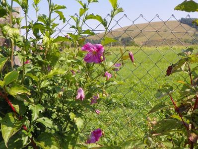 clematis Krakowiak