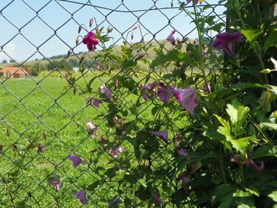 clematis Krakowiak