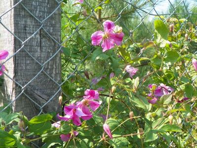 clematis Krakowiak