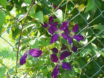 clematis Mikelite