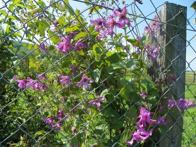 clematis Heather Herschell