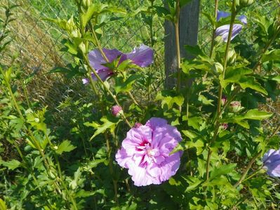 hibiscus syriacus Lavender Chiffon