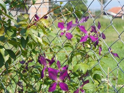 clematis Mikelite