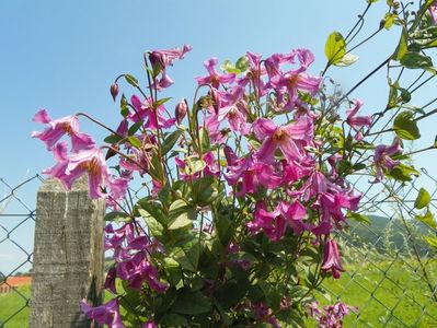 clematis Heather Herschell