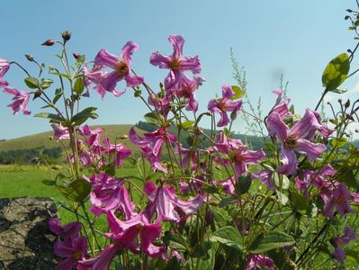 clematis Heather Herschell