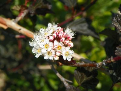 physocarpus Red Baron