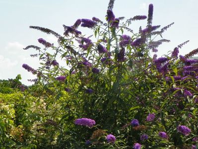 buddleja Empire Blue