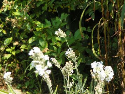 lavandula Elegant Ice