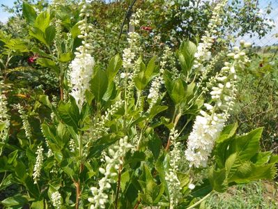 clethra alnifolia