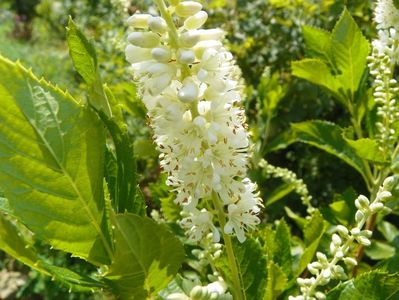 clethra alnifolia