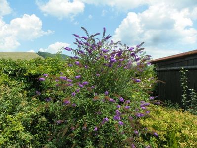 buddleja Empire Blue