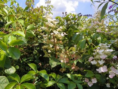 hydrangea Early Sensation