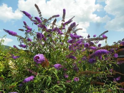 buddleja Empire Blue