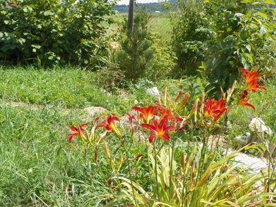 hemerocallis Crimson Pirate