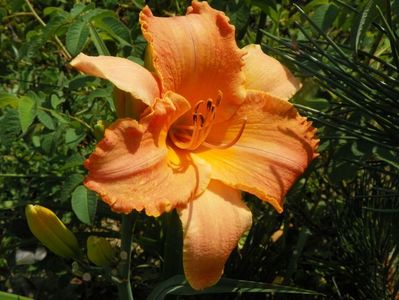 hemerocallis Senegal