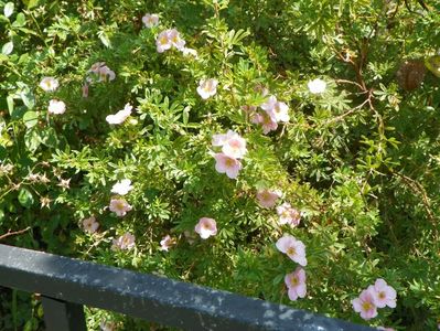 potentilla Little Princess