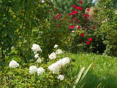 hydrangea pan. Polar Bear si Zeelandia