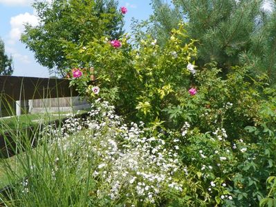 erigeron annuus