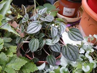 peperomia