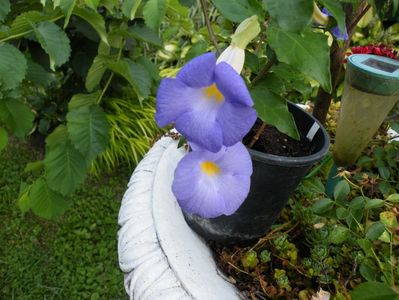 thunbergia erecta