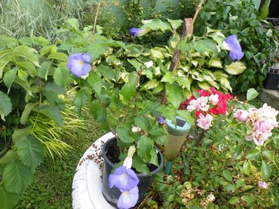 thunbergia erecta