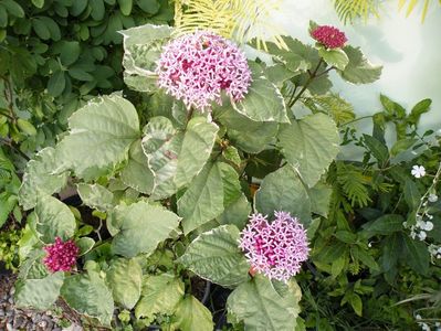 clerodendron pink diamond