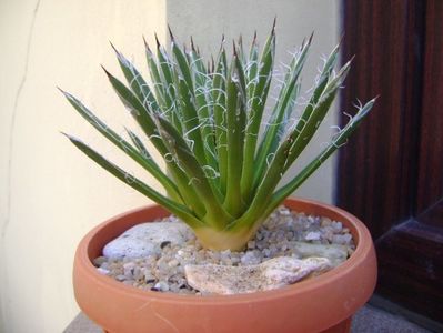 Agave filifera schidigera; replantata in 30 iul. 2019
