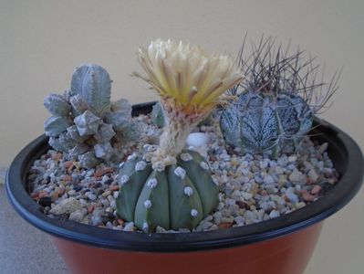 Astrophytum asterias