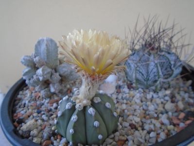 Astrophytum asterias