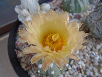 Astrophytum asterias