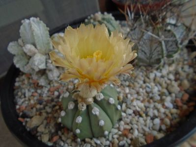 Astrophytum asterias