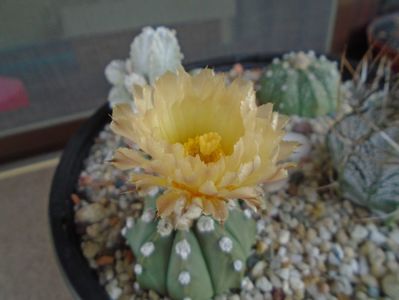 Astrophytum asterias