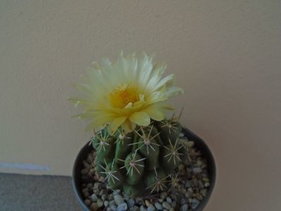 Thelocactus leucacanthus