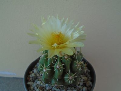 Thelocactus leucacanthus