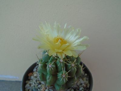 Thelocactus leucacanthus