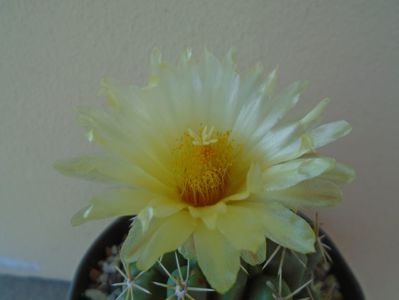 Thelocactus leucacanthus